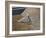 Sparkling Water Pelican-Bruce Dumas-Framed Giclee Print