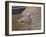 Sparkling Water Pelican-Bruce Dumas-Framed Giclee Print