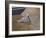 Sparkling Water Pelican-Bruce Dumas-Framed Giclee Print