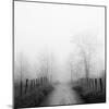Sparks Lane in Fog-Nicholas Bell-Mounted Photographic Print