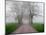 Sparks Lane on Foggy Morning, Cades Cove, Great Smoky Mountains National Park, Tennessee, USA-Adam Jones-Mounted Photographic Print