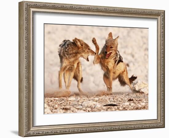 Sparring Jackals, Etosha, 2018-Eric Meyer-Framed Photographic Print