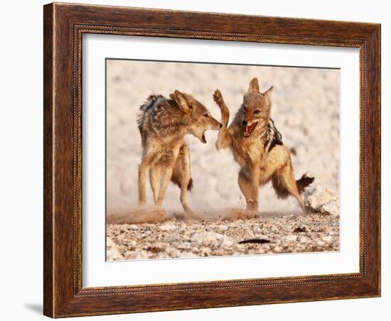 Sparring Jackals, Etosha, 2018-Eric Meyer-Framed Photographic Print