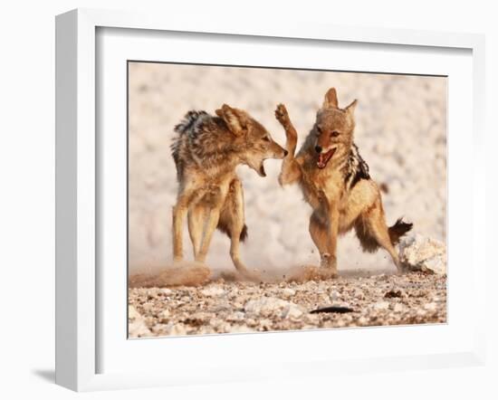 Sparring Jackals, Etosha, 2018-Eric Meyer-Framed Photographic Print