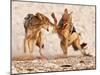 Sparring Jackals, Etosha, 2018-Eric Meyer-Mounted Photographic Print