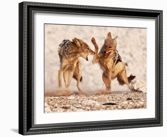 Sparring Jackals, Etosha, 2018-Eric Meyer-Framed Photographic Print