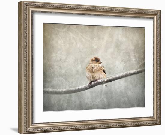 Sparrow Braving the Cold-Jai Johnson-Framed Giclee Print