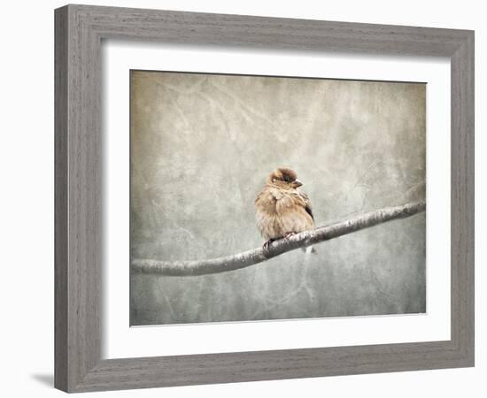 Sparrow Braving the Cold-Jai Johnson-Framed Giclee Print
