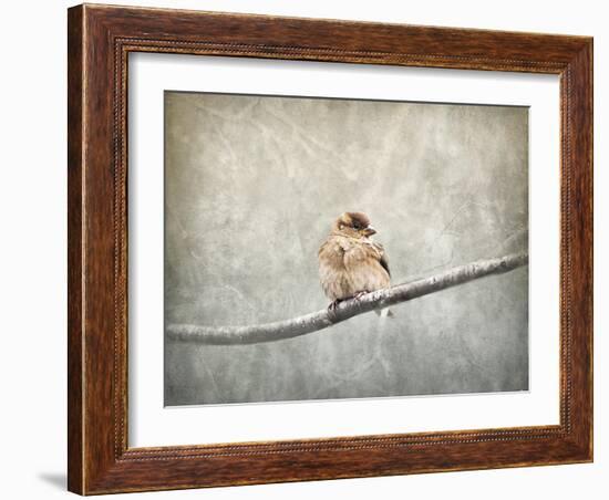 Sparrow Braving the Cold-Jai Johnson-Framed Giclee Print