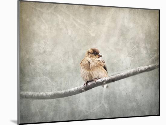 Sparrow Braving the Cold-Jai Johnson-Mounted Giclee Print