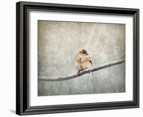 Sparrow Braving the Cold-Jai Johnson-Framed Giclee Print