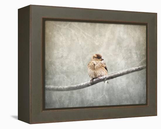 Sparrow Braving the Cold-Jai Johnson-Framed Premier Image Canvas