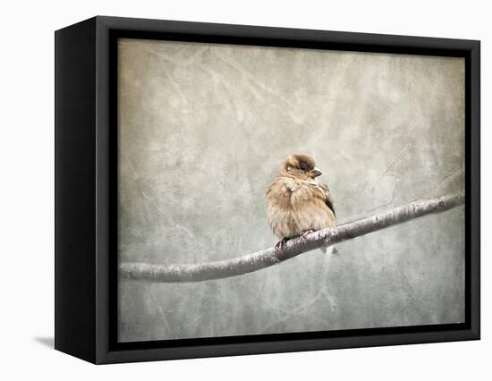 Sparrow Braving the Cold-Jai Johnson-Framed Premier Image Canvas