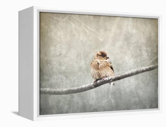 Sparrow Braving the Cold-Jai Johnson-Framed Premier Image Canvas