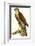 Sparrow Hawk-null-Framed Giclee Print