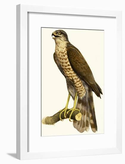 Sparrow Hawk-null-Framed Giclee Print