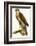 Sparrow Hawk-null-Framed Giclee Print