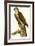 Sparrow Hawk-null-Framed Giclee Print
