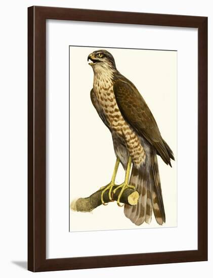 Sparrow Hawk-null-Framed Giclee Print