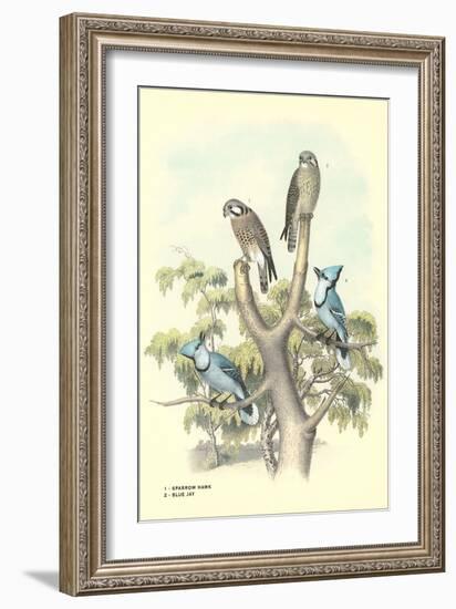 Sparrow Hawks, Blue Jays-null-Framed Art Print