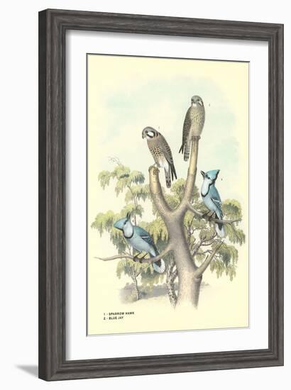 Sparrow Hawks, Blue Jays-null-Framed Art Print