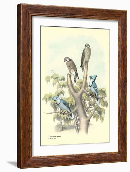 Sparrow Hawks, Blue Jays-null-Framed Art Print