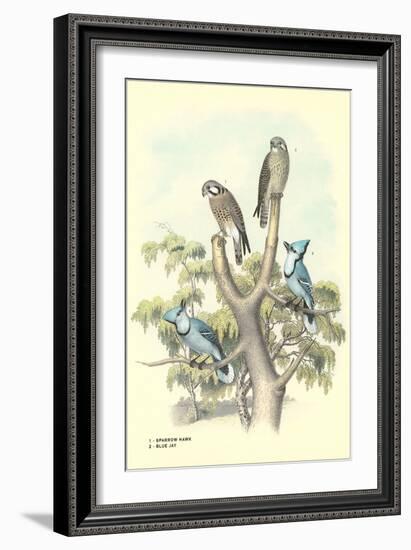 Sparrow Hawks, Blue Jays-null-Framed Art Print