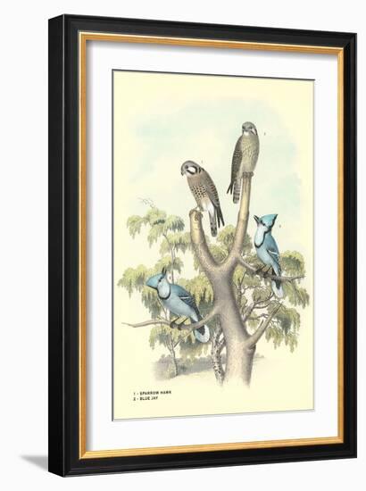 Sparrow Hawks, Blue Jays-null-Framed Art Print