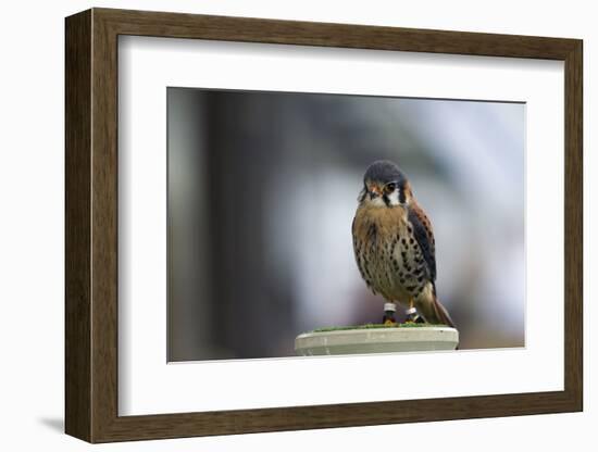 sparrow hawks, Falco sparverius, Bavaria, Germany-Christian Zappel-Framed Photographic Print