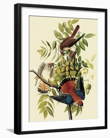 Sparrow Hawks-John James Audubon-Framed Giclee Print