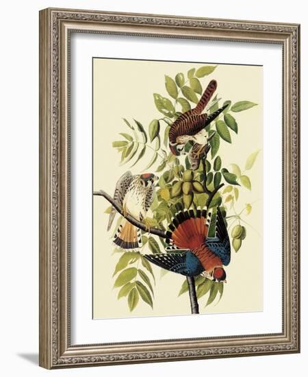 Sparrow Hawks-John James Audubon-Framed Giclee Print