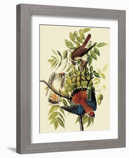 Sparrow Hawks-John James Audubon-Framed Giclee Print