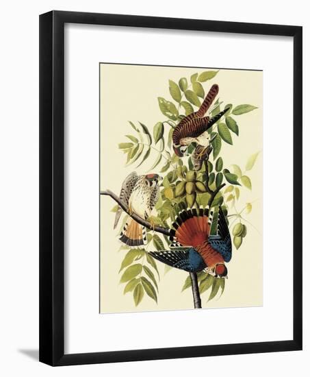 Sparrow Hawks-John James Audubon-Framed Giclee Print