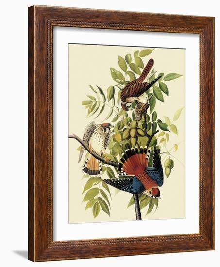 Sparrow Hawks-John James Audubon-Framed Giclee Print