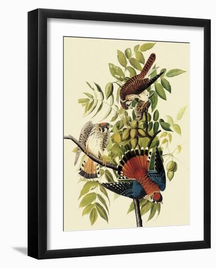 Sparrow Hawks-John James Audubon-Framed Giclee Print