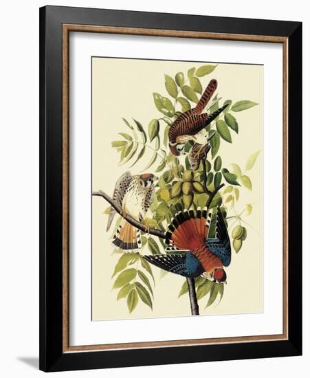 Sparrow Hawks-John James Audubon-Framed Giclee Print