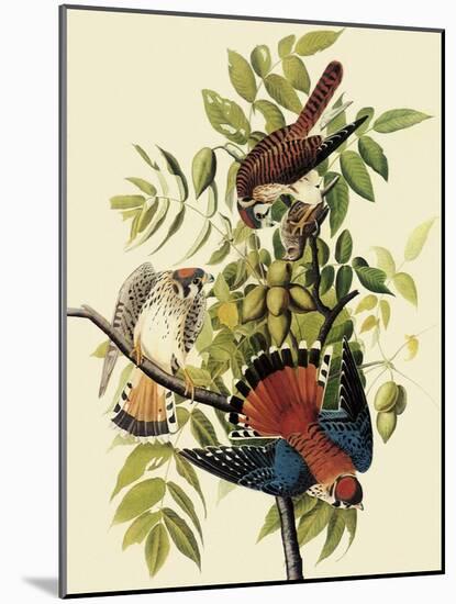 Sparrow Hawks-John James Audubon-Mounted Giclee Print