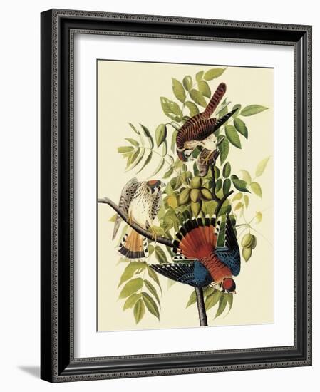 Sparrow Hawks-John James Audubon-Framed Giclee Print