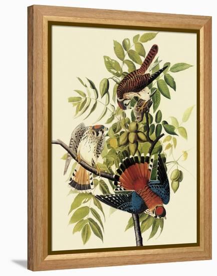 Sparrow Hawks-John James Audubon-Framed Premier Image Canvas