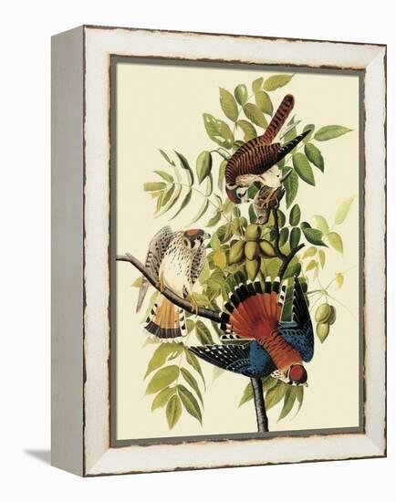 Sparrow Hawks-John James Audubon-Framed Premier Image Canvas