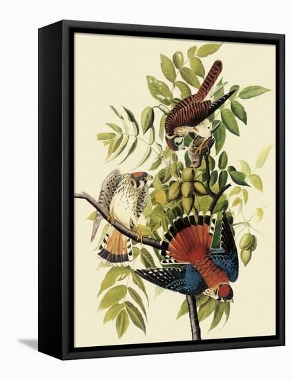 Sparrow Hawks-John James Audubon-Framed Premier Image Canvas