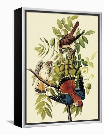 Sparrow Hawks-John James Audubon-Framed Premier Image Canvas