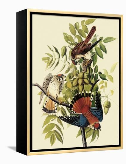 Sparrow Hawks-John James Audubon-Framed Premier Image Canvas