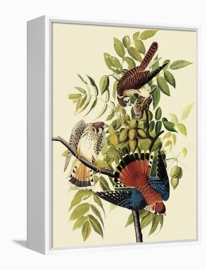 Sparrow Hawks-John James Audubon-Framed Premier Image Canvas