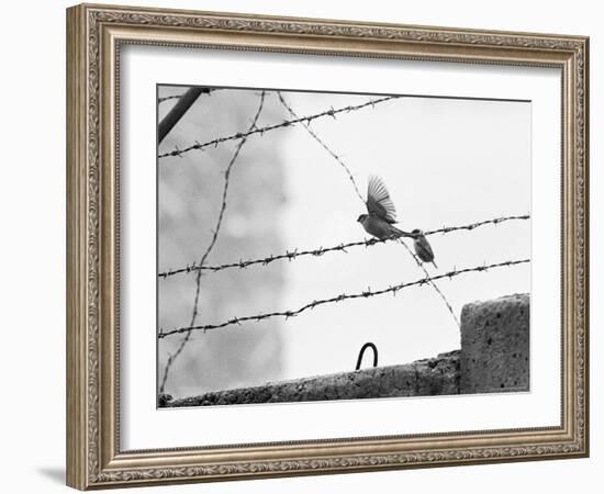 Sparrow Landing on Barbed Wire Atop the Berlin Wall-Paul Schutzer-Framed Photographic Print