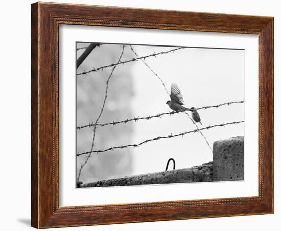 Sparrow Landing on Barbed Wire Atop the Berlin Wall-Paul Schutzer-Framed Photographic Print