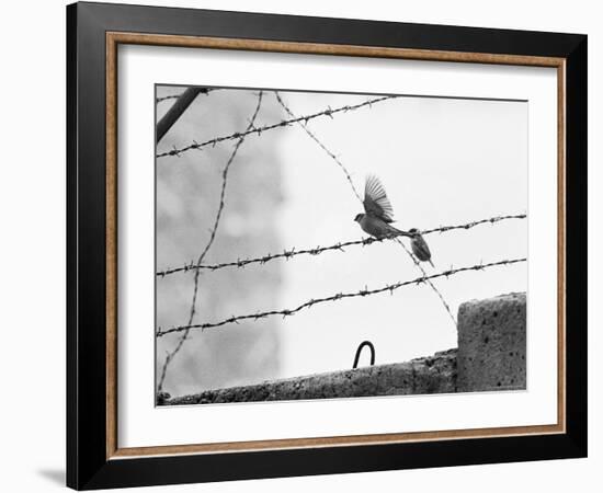 Sparrow Landing on Barbed Wire Atop the Berlin Wall-Paul Schutzer-Framed Photographic Print