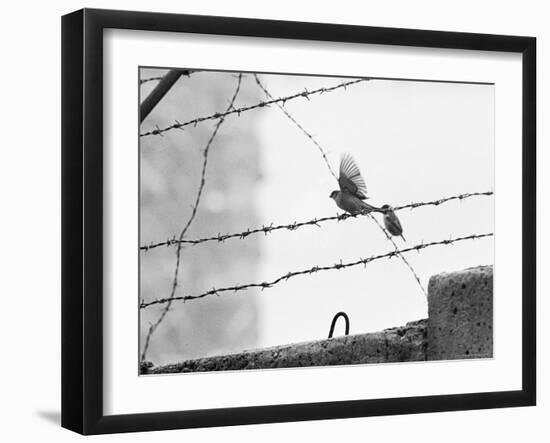 Sparrow Landing on Barbed Wire Atop the Berlin Wall-Paul Schutzer-Framed Photographic Print