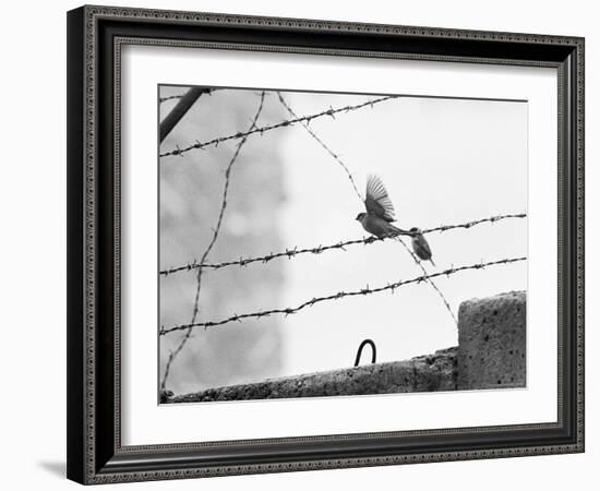 Sparrow Landing on Barbed Wire Atop the Berlin Wall-Paul Schutzer-Framed Photographic Print