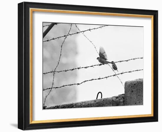 Sparrow Landing on Barbed Wire Atop the Berlin Wall-Paul Schutzer-Framed Photographic Print